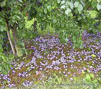 Der Streuobstzensus sorgt für verlässliche Daten - badische-zeitung.de