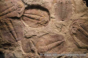 The Slow and Steady Growth of Trilobites