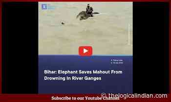 Bihar: Elephant Saves Mahout From Drowning In River Ganges - The Logical Indian