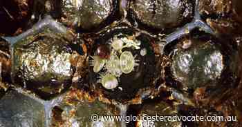 Scientists buzzing about mite pesticide - Gloucester Advocate