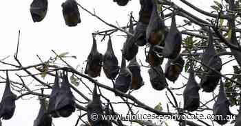 New sprinklers to cool down Vic bat colony - Gloucester Advocate