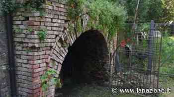 Torrita di Siena, il rifugio antiaereo diventa officina per la coltivazione green - LA NAZIONE