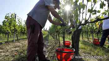 Siena, al via i gruppi per il tavolo contro lo sfruttamento sul lavoro - LA NAZIONE