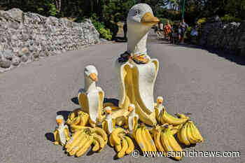 Ducknana diehards descend on Beacon Hill in Victoria - Saanich News