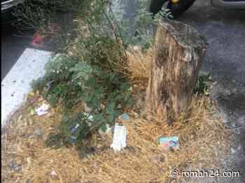 Rifiuti, erba incolta e ceppaie: così è ridotta piazza Strozzi. Rabbia dei residenti - Prati - romah24.com