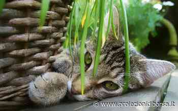 A cosa serve l’erba gatta, come coltivarla e perché i gatti ne vanno ghiotti - Proiezioni di borsa