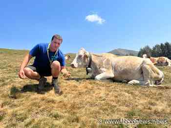 ALPEGGI IN STATO GRAVISSIMO. COLDIRETTI LECCO-COMO: “PASCOLI BRUCIATI E POZZE D'ACQUA IN ESAURIMENTO” - Lecconews