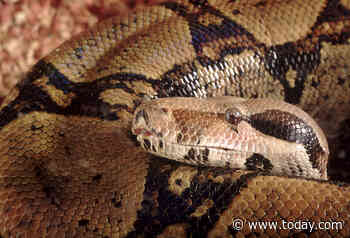 Man dies days after his 18-foot snake wrapped itself around his neck