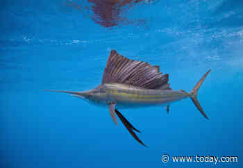 100-pound sailfish stabs woman, 73, after  jumping out of the water