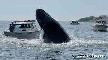 Video captures ‘insane’ moment whale breaches and lands on boat