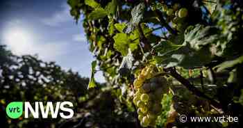 Overijse op zoek naar nieuwe druivenambassadeurs - VRT NWS