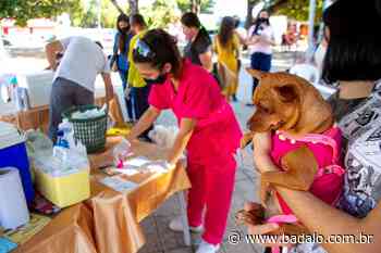 Juazeiro do Norte disponibiliza doses de vacina antirrábica nesta semana - badalo.com.br