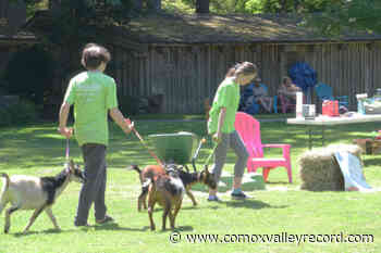 Comox's Hands On Farm raises funds for four-legged friends - Comox Valley Record