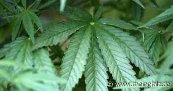 Polizei stellt 1500 Cannabis-Pflanzen sicher - Rheinpfalz.de