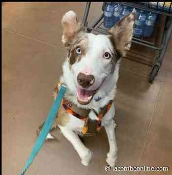 Olds RCMP search for missing service dog - LacombeOnline.com