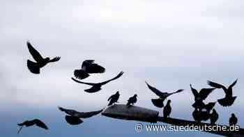 Tiere - Renningen - Stromtod: Leitungen sollen für Vögel verbessert werden - Wissen - SZ.de - Süddeutsche Zeitung - SZ.de