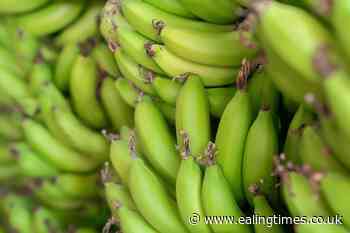 Starchy green bananas 'prevent cancers' in people with hereditary risk – study - Ealing Times