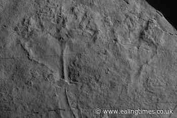 Fossil named after Sir David Attenborough 'is first animal predator' - Ealing Times