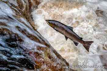 Wild salmon reaching crisis point in rivers, Environment Agency warns - Ealing Times