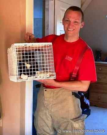 Fire crew rescues Ealing cat trapped behind chimney breast - Ealing Times