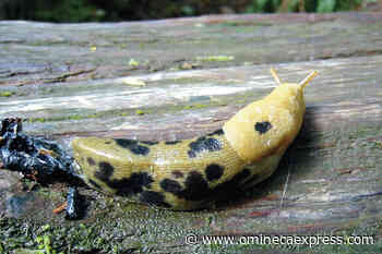 The Nature Nut - Omineca Express