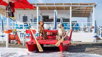 Le spiagge per cani vicino Roma