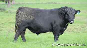 New stud owners sell bull for $92k, donate $7500 to local school - New Zealand Herald