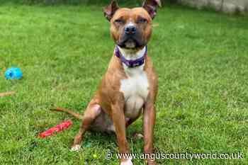 Forfar, Human Interest, News | Seeking a regal new home for Duke - AngusWorld