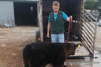 Priestown Angus: 21-year-old carrying on pedigree cattle tradition - News - Thats Farming