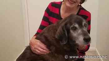 Puppy days of Ajax the Kea Dog remembered in Lorraine Dixon's book - Whanganui Chronicle