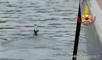 Germignaga, capriolo in mezzo al lago: salvato - La Prealpina