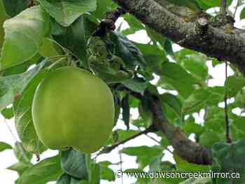 OPINION: lessons learned from the apple tree - Dawson Creek Mirror