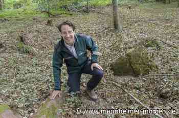 Trockenheit für Bäume schlimmer als Hitze - Heidelberg - Nachrichten und Informationen - Mannheimer Morgen