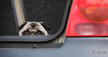Euskirchen: Besitzerin lässt Hund bei 36 Grad in heißem Auto - General-Anzeiger Bonn