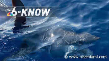 6 to Know: Man Nearly Loses Pinky Finger During Shark Encounter in Florida Keys