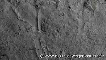 Forscher benennen Tier nach Naturfilmer