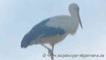 Sechs Störche sorgen in Burlafingen für Aufsehen