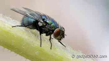 Scientists in US Hack Fruit Flies' Brains to Make Them Remote-Controlled