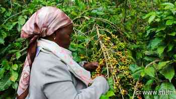 Reportage Afrique - Élections au Kenya: Meru, le secteur agricole en difficulté [2/5] - RFI