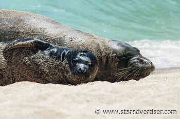 Swimmer attacked by monk seal won’t be fined
