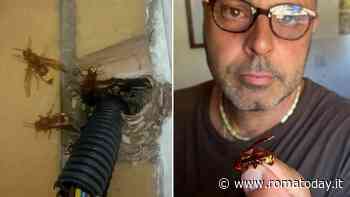 Monteverde, rimosso un nido di calabroni orientali: "E' il primo caso a Roma”