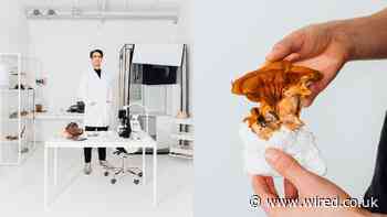 Your Final Resting Place Could Be a Coffin Made of Mushrooms