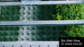 «Dank Vertical Farming interessieren sich auch die Jungen plötzlich für Landwirtschaft»