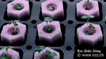 Vertical Farming: wie Schweizer Startups die Landwirtschaft neu denken