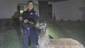 Modesto Police Officer Wrangles Emu