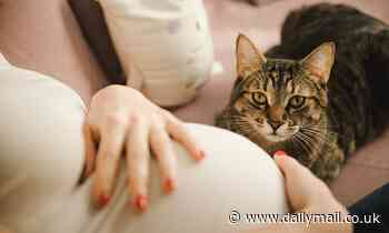 Owning a cat while pregnant increases the risk of DEPRESSION, study claims