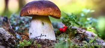 So sind Sie beim Pilze sammeln auf der sicheren Seite