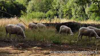 Lillers : de l'éco-pâturage avec des moutons - L'Echo de la Lys