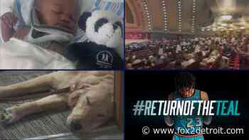 Vigil for 2-year-old killed in freeway crash • UM medical students stage walk-out • Puppy survives plane crash - FOX 2 Detroit