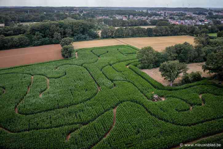Deze dronebeelden tonen het maisdoolhof in Beringen
